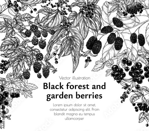 Vector frame of forest and garden black berries. Cornus sanguinea, elderberry, mulberry, currant, blackberry 