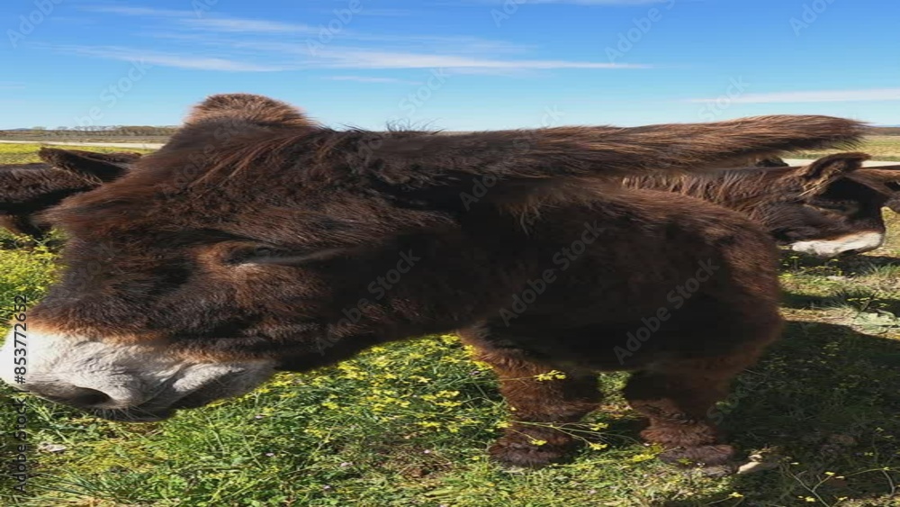 Agriculture,Animal,Animal Themes,Animal Wildlife,Brown,Cattle,Day,Domestic Animals,Farm,Grass,Grazing,Growth,Land,Livestock,Mammal,Meadow,No People,One Animal,Pasture,Plant,Standing,Agricultural Field Agriculture,Animal,Animal Themes,Animal Wildlife,Brown,Cattle,Day,Domestic Animals,Farm,Grass,Grazing,Growth,Land,Livestock,Mammal,Meadow,No People,One Animal,Pasture,Plant,Standing,Agricultural Field
