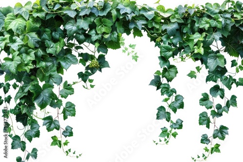tropical vine hanging ivy plant, bush, or grapes ivy frame with border with copy space for text and branches, isolated on a transparent background. PNG cutout or clipping path © Ayan