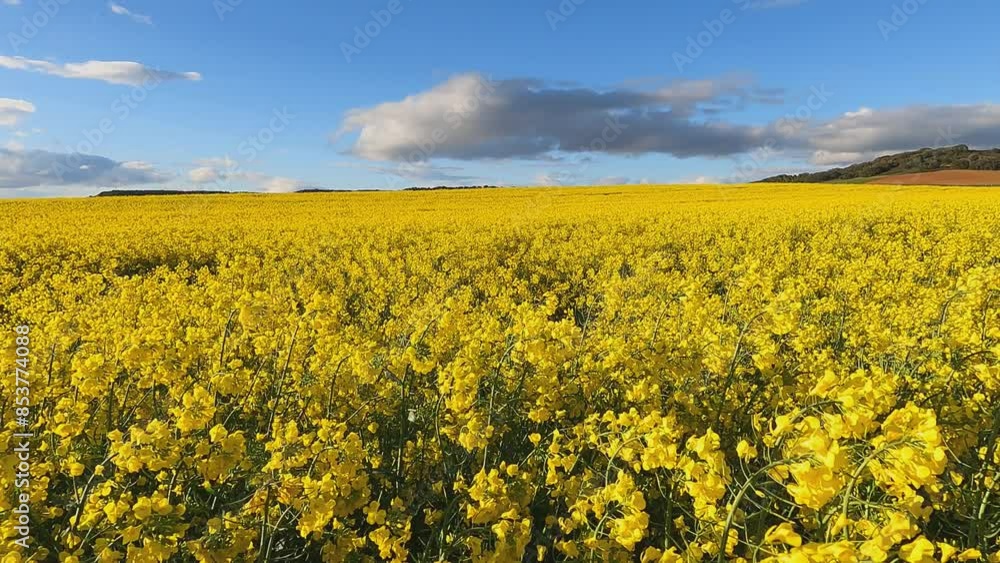 yellow rapeseed fields in the valley yellow rapeseed fields in the valley