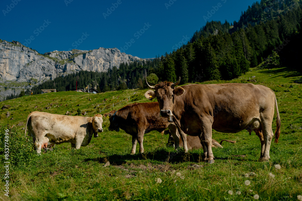 Cow on a summer pasture. Herd of cows grazing in Alps. Holstein cows, Jersey, Angus, Hereford, Charolais, Limousin, Simmental, Guernsey, Ayrshire, Brahman Cattle breeds. Cow in a field. Dairy cow. Cow on a summer pasture. Herd of cows grazing in Alps. Holstein cows, Jersey, Angus, Hereford, Charolais, Limousin, Simmental, Guernsey, Ayrshire, Brahman Cattle breeds. Cow in a field. Dairy cow.