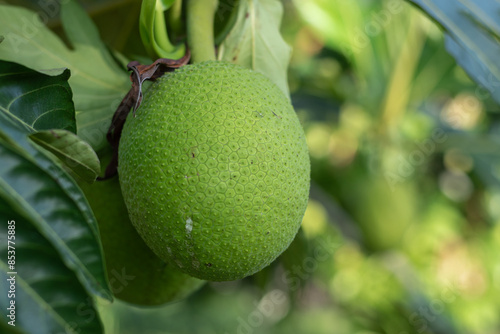Buen Pan, Fruta del pan, mazapán, vijahoó o panapén