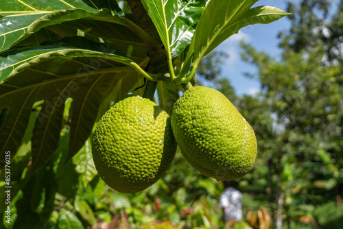 Buen Pan, Fruta del pan, mazapán, vijahoó o panapén