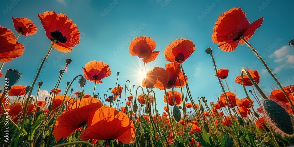 Obraz premium Red Poppies Blooming Under the Sunny Sky