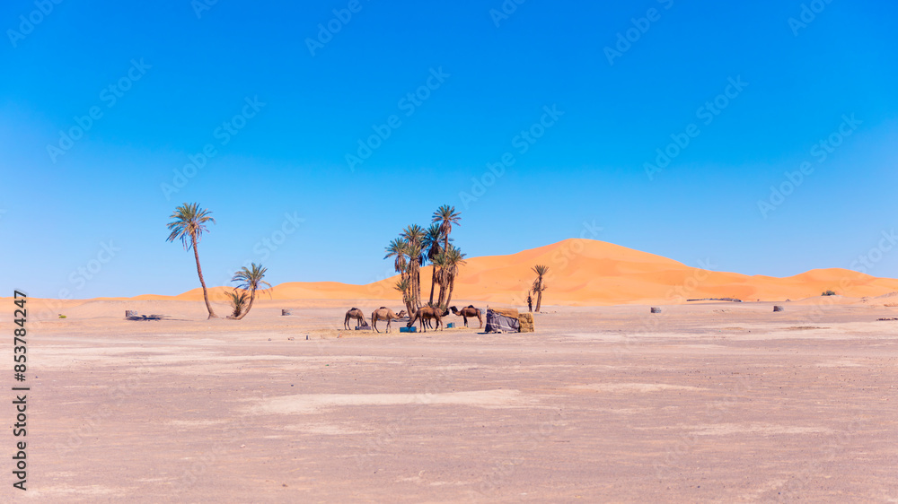 desert oasis with camel in the desert desert oasis with camel in the desert