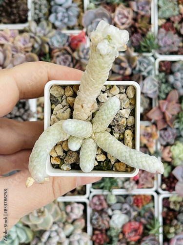 Avonia Papyracea. Succulent Plant Flower on floral blossom greenery background, top view photo