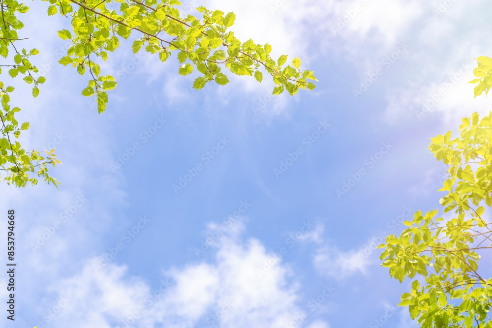 Obraz premium Background with a bottom view of the sky between tree branches. Frame with empty space between treetops. Summer background on the theme of nature and ecology.