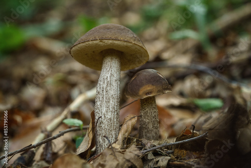 Boletus leccinum scabrum or birch bolete, edible mushroom wild grows in the forest, natural seasonal background, close-up