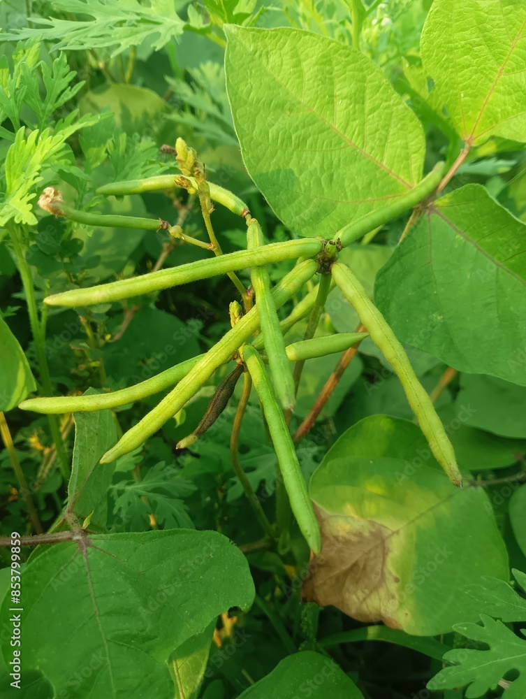 Moong field stock photo 