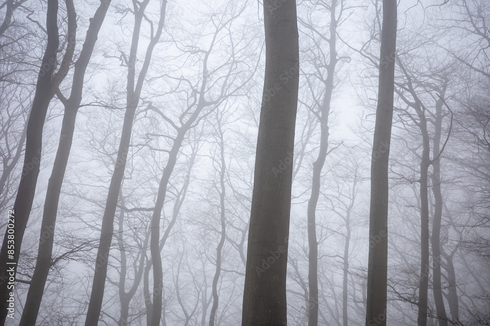 Fototapeta premium The forest in a fog.