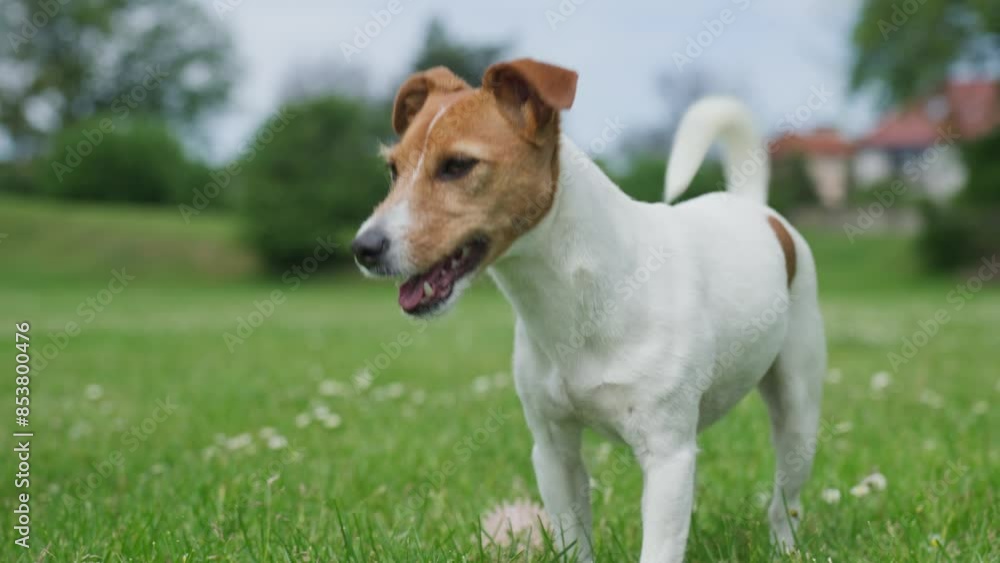 Joyful dog playing with toy ball and running around a lush green park. Active Jack Russell terrier dog in morning walk. Cute pet have fun on meadow Joyful dog playing with toy ball and running around a lush green park. Active Jack Russell terrier dog in morning walk. Cute pet have fun on meadow