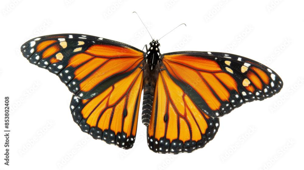 Fototapeta premium Butterfly orange on white background 