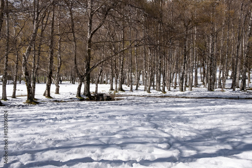 Winter landscape with trees and snow in early springtime. Covao d'ametade. Serra da Estrela Natural Park, Portugal photo