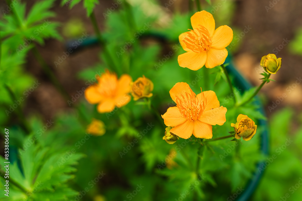 Bright orange flowers of globeflower close-up on a blurred background. Bright orange flowers of globeflower close-up on a blurred background.