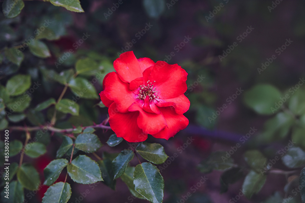 red rose on a bush in a summer garden red rose on a bush in a summer garden