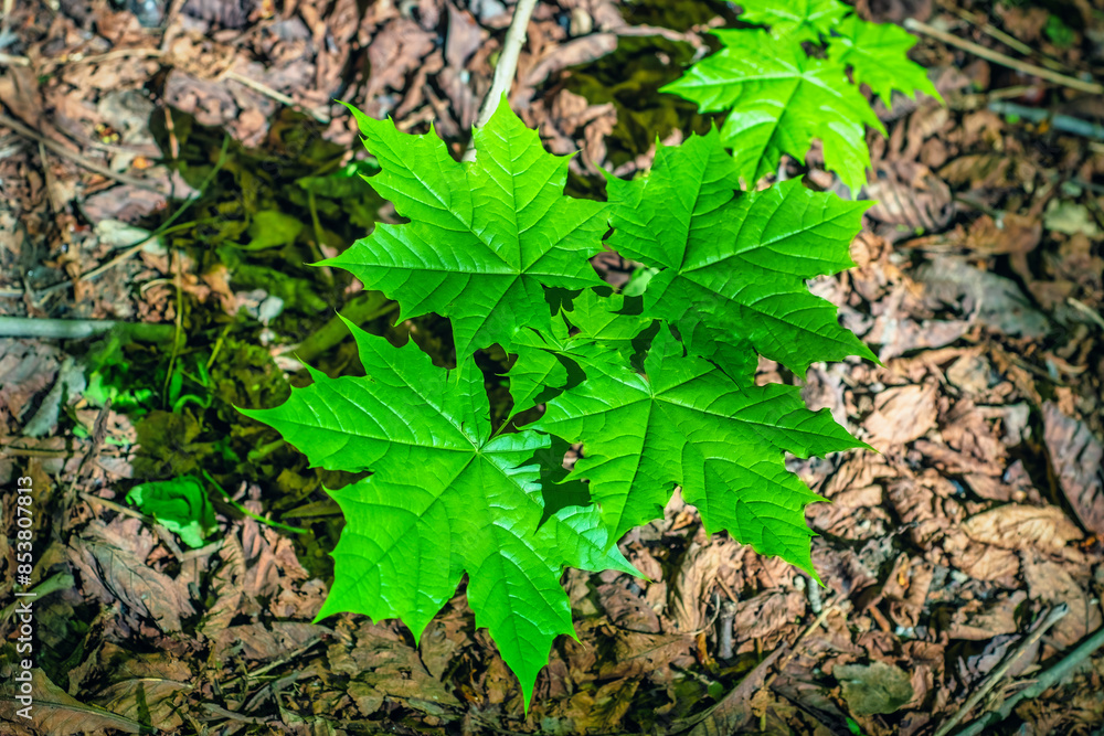 Obraz premium Close-up of maple leaves. Background with green leaves of trees under the rays of the summer sun.