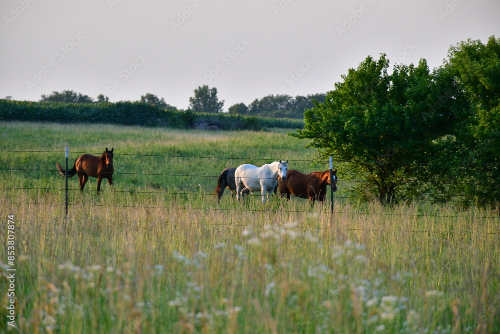 Obraz premium Horses in a Field