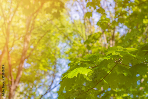 Close-up of maple leaves. Background with green leaves of trees under the rays of the summer sun.