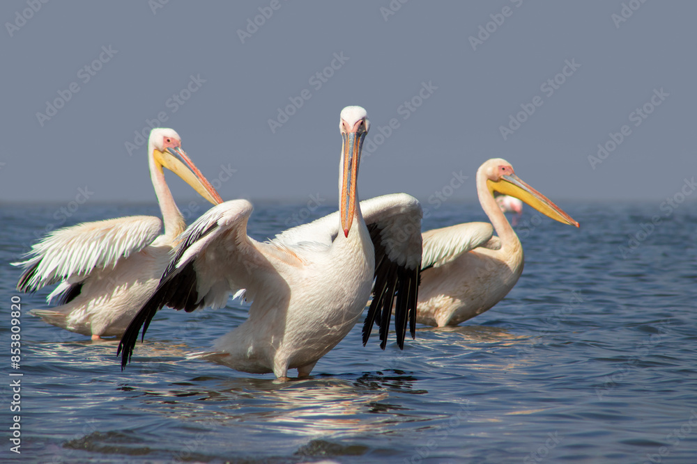 Wild african birds. A flock of great pelicans in a blue lake against the bright sky Wild african birds. A flock of great pelicans in a blue lake against the bright sky