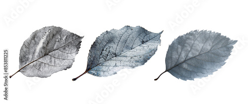 Set of grey leaf isolated on transparent background.