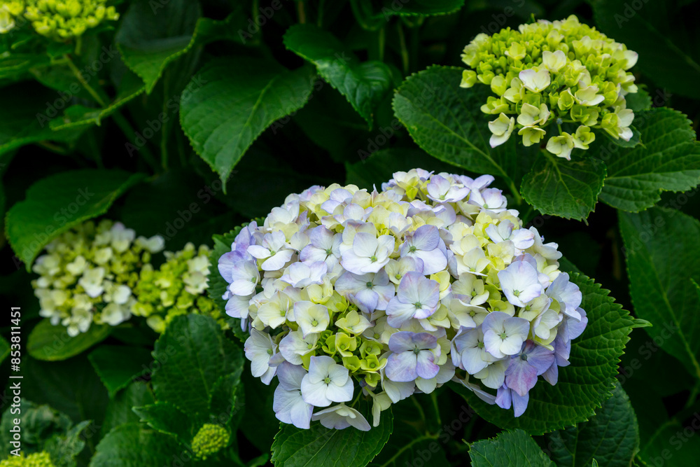 咲き始めの紫陽花の花