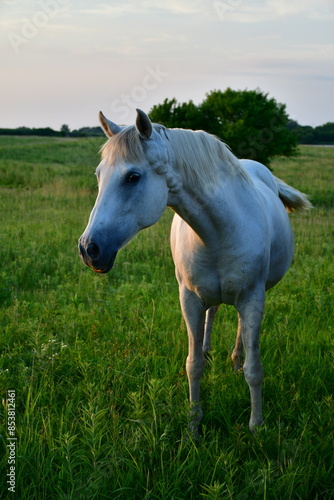 White Horse