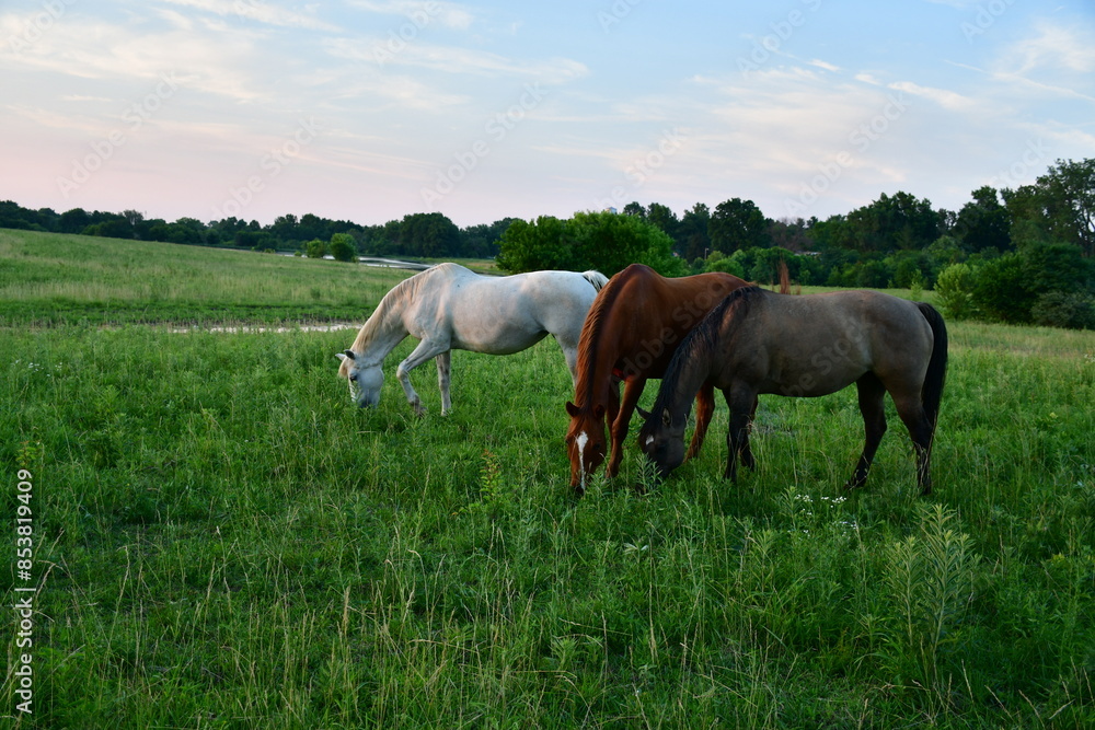 Horses in a Farm Field
