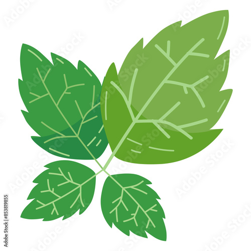 Mint leaf vegetable cartoon vector illustration, mint leaf flat icon design, healthy green leafy vegetables
