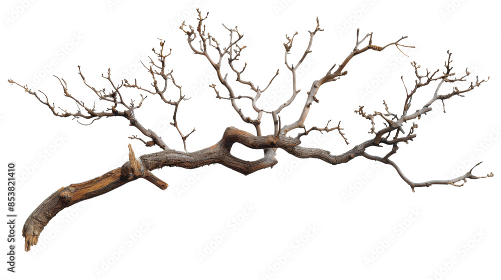 A stick of tree branch on white background A stick of tree branch on white background