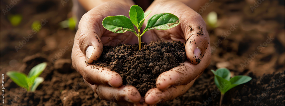 Hands Holding Seedling Against Tilled Earth Hands Holding Seedling Against Tilled Earth