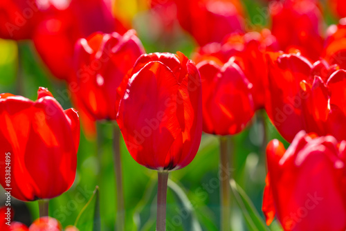 Bunch of red tulips. Close up spring flowers. Amazing red pink tulips blooming in garden. Tulip flower plants landscape. Spring blossom background. Spring blossom red and green background. photo