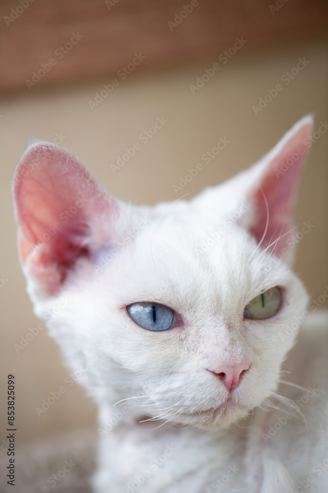Porträt einer weißen Devon Rex Katze Porträt einer weißen Devon Rex Katze