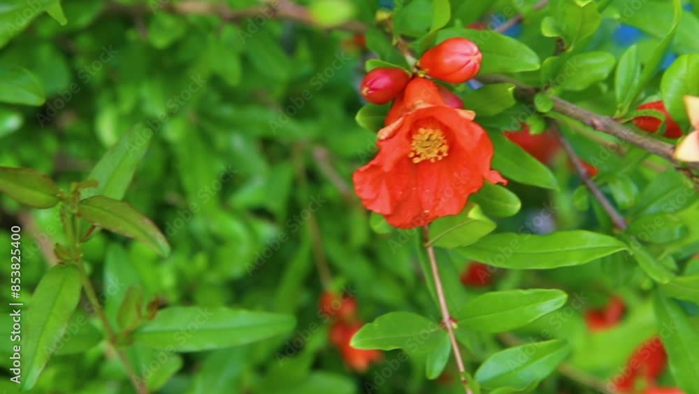 A closed pomegranate flower on a tree branch. Green foliage. A bush of a thermophilic plant. Garden. A closed pomegranate flower on a tree branch. Green foliage. A bush of a thermophilic plant. Garden.