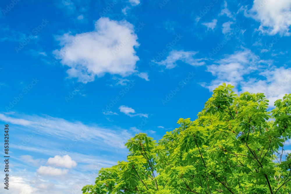 Background with a bottom view of the sky between tree branches. Frame with empty space between treetops. Summer background on the theme of nature and ecology. Background with a bottom view of the sky between tree branches. Frame with empty space between treetops. Summer background on the theme of nature and ecology.