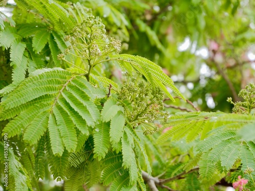 Flowers of the Persian silk tree, pink silk tree, or mimosa tree, Lankaran acacia or bastard tamarind, pink siris, Chinese silk tree, silk tree, shabkhosb, hehuan, nemu tree (Albizia julibrissin) photo