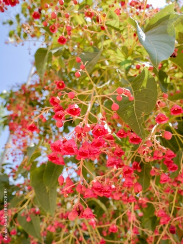 Flowering flame tree, Illawarra flame tree, lacebark tree, or kurrajong (Brachychiton acerifolius), Spain photo