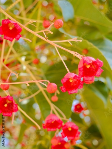 Flowering flame tree, Illawarra flame tree, lacebark tree, or kurrajong (Brachychiton acerifolius), Spain