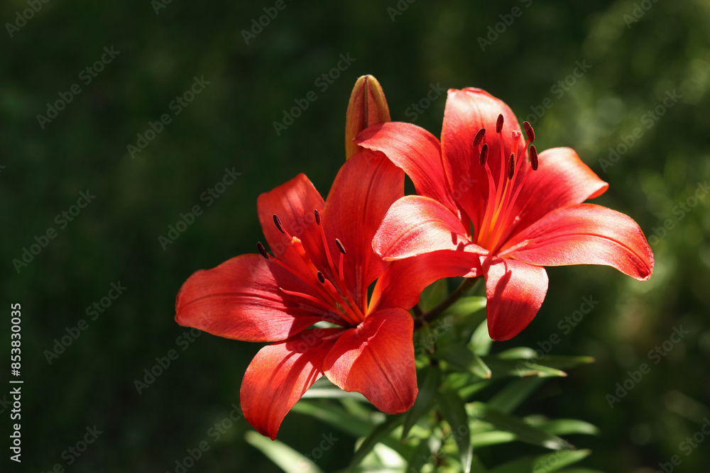 Close-up image of two red lilies in full bloom against a dark green background. Lilium. Beautiful flower of red Lily in the garden on a summer day. Liliaceae. Blooming tropical flower red Lily Close-up image of two red lilies in full bloom against a dark green background. Lilium. Beautiful flower of red Lily in the garden on a summer day. Liliaceae. Blooming tropical flower red Lily