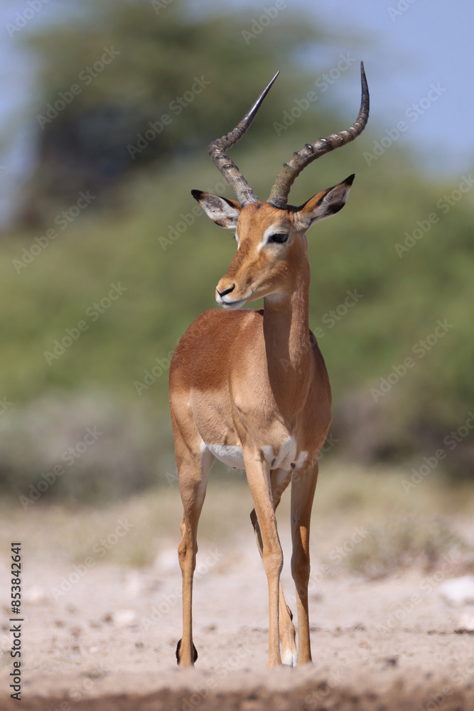 a male impala antelope in Namibia a male impala antelope in Namibia