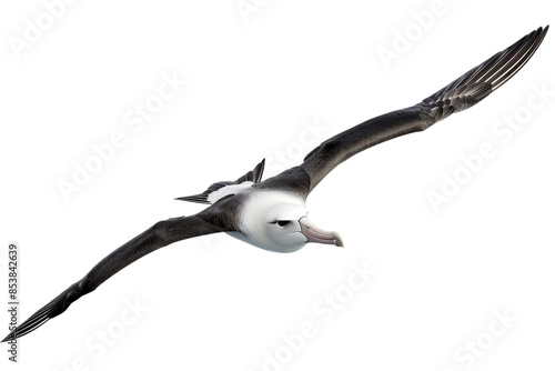 A majestic albatross soaring through the sky with wings fully extended, depicting the freedom of flight and grace of the seabird. photo