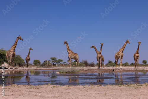 Photography a group of giraffes approach a waterhole in africa