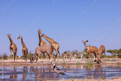 Photography many animals at a waterhole in Namibia