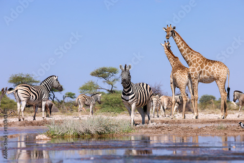 Photography many animals at a waterhole in Namibia