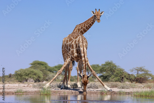 Photography a group of drinking giraffes at a waterhole in Namibia