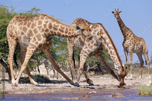 Photography giraffes at a waterhole in Namibia