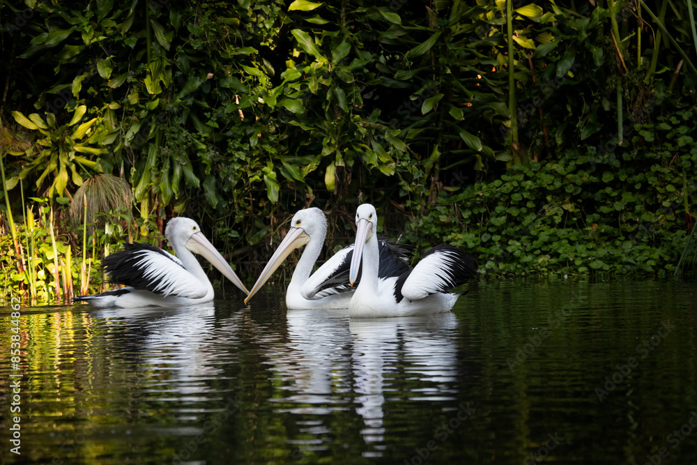 a group of Australian pelicans swimming in the lake, Australian pelicans looking for food in the lake a group of Australian pelicans swimming in the lake, Australian pelicans looking for food in the lake