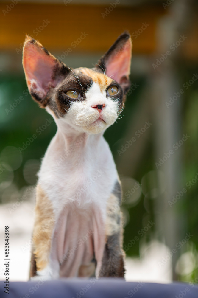 Porträt einer jungen weiblichen Devon Rex Katze