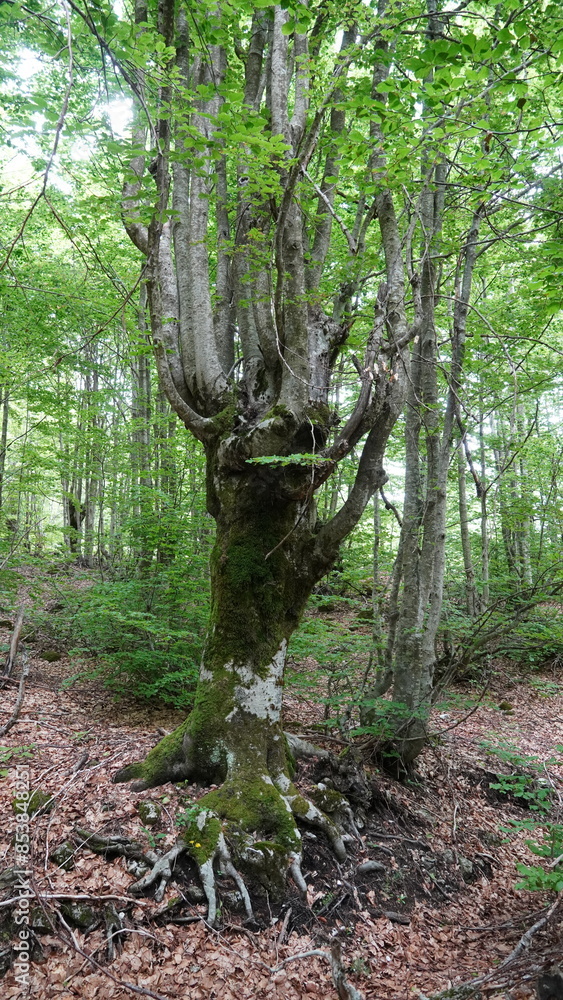 Fototapeta premium path in the woods tree Albania