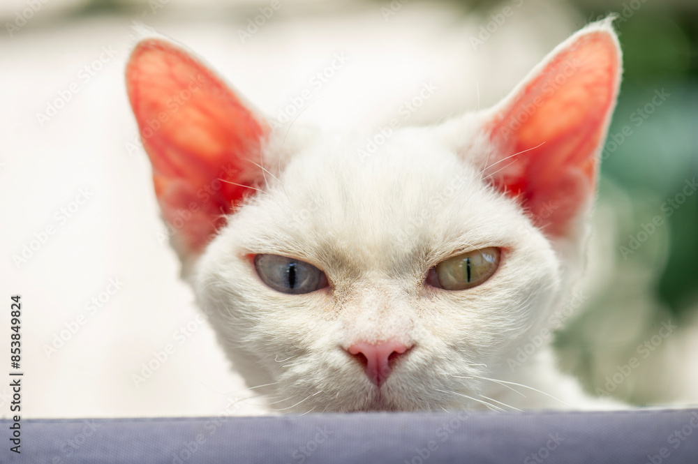 Porträt einer weißen Devon Rex Katze Porträt einer weißen Devon Rex Katze