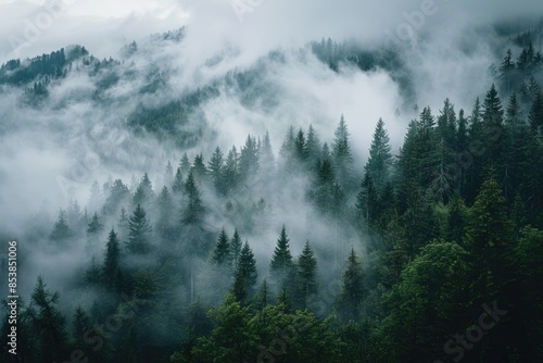 A dense forest shrouded in misty fog